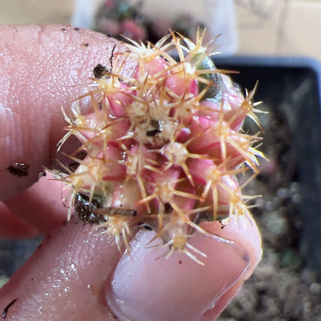 当前无花栽培后可以开花676