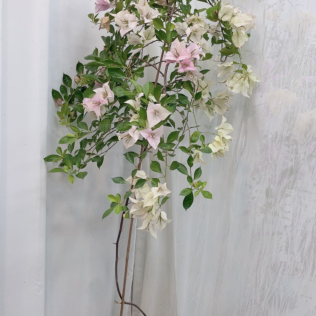 完全开放粉天使的