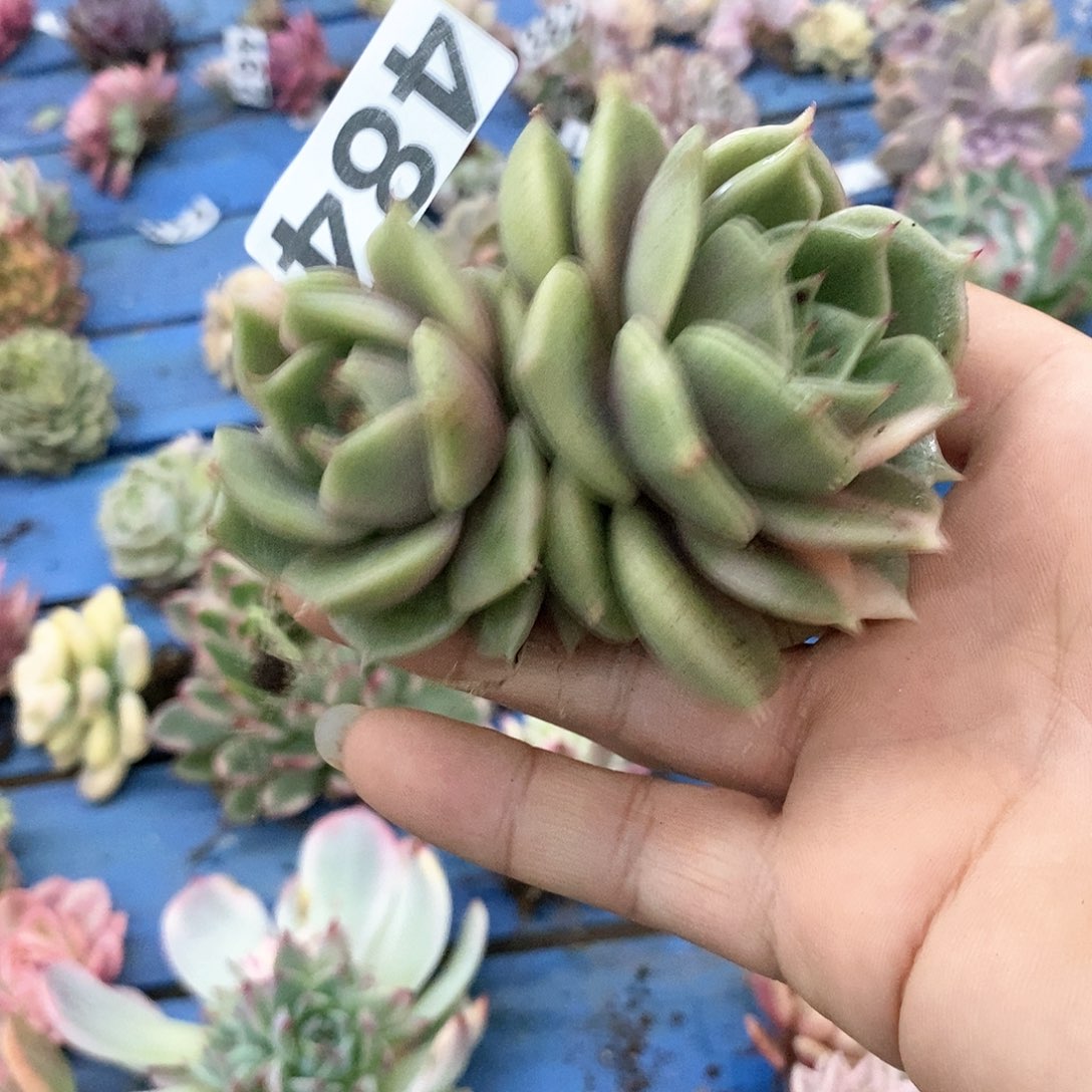 484贝加尔湖锦多肉植物哇啦塞