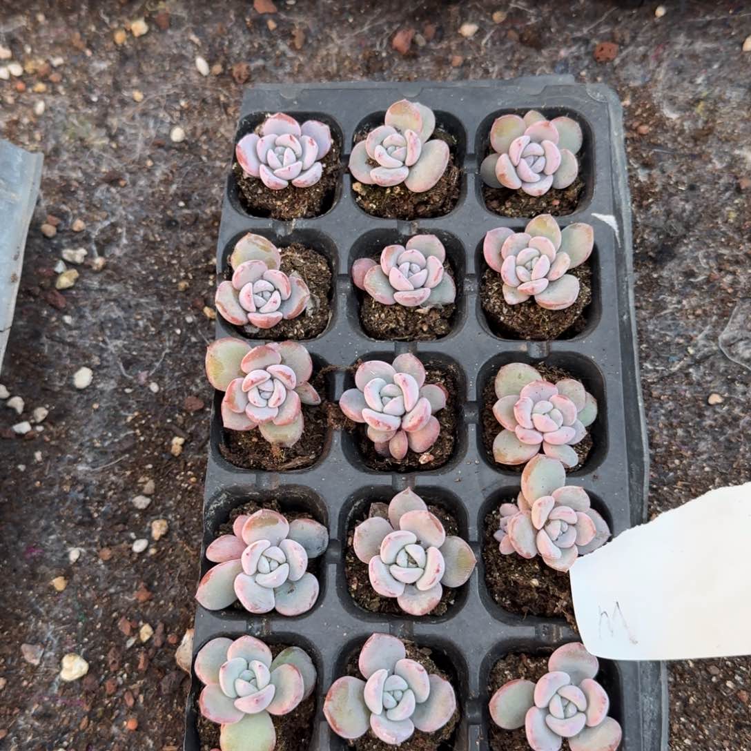 M一物一拍专拍链接