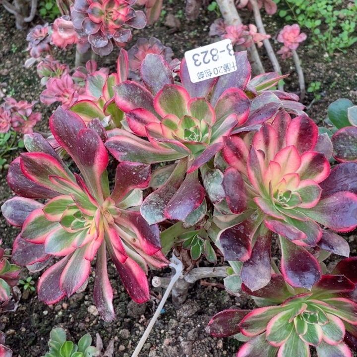 823黑膜嫁接有砍多肉113445789