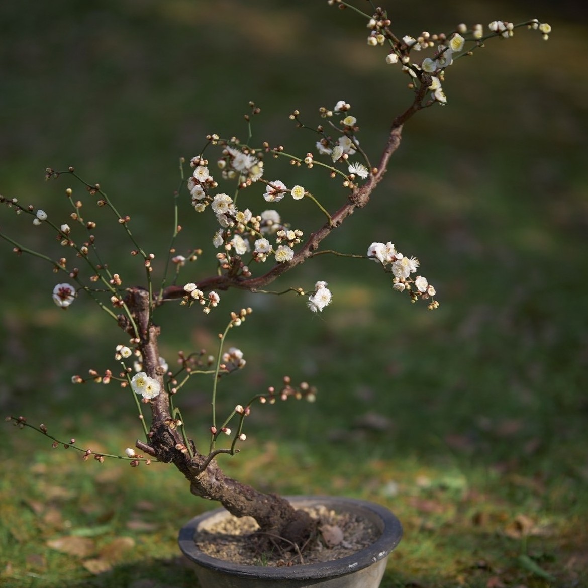 精选原生龙游梅盆景蜿蜒枝干造型奇特花香浓郁