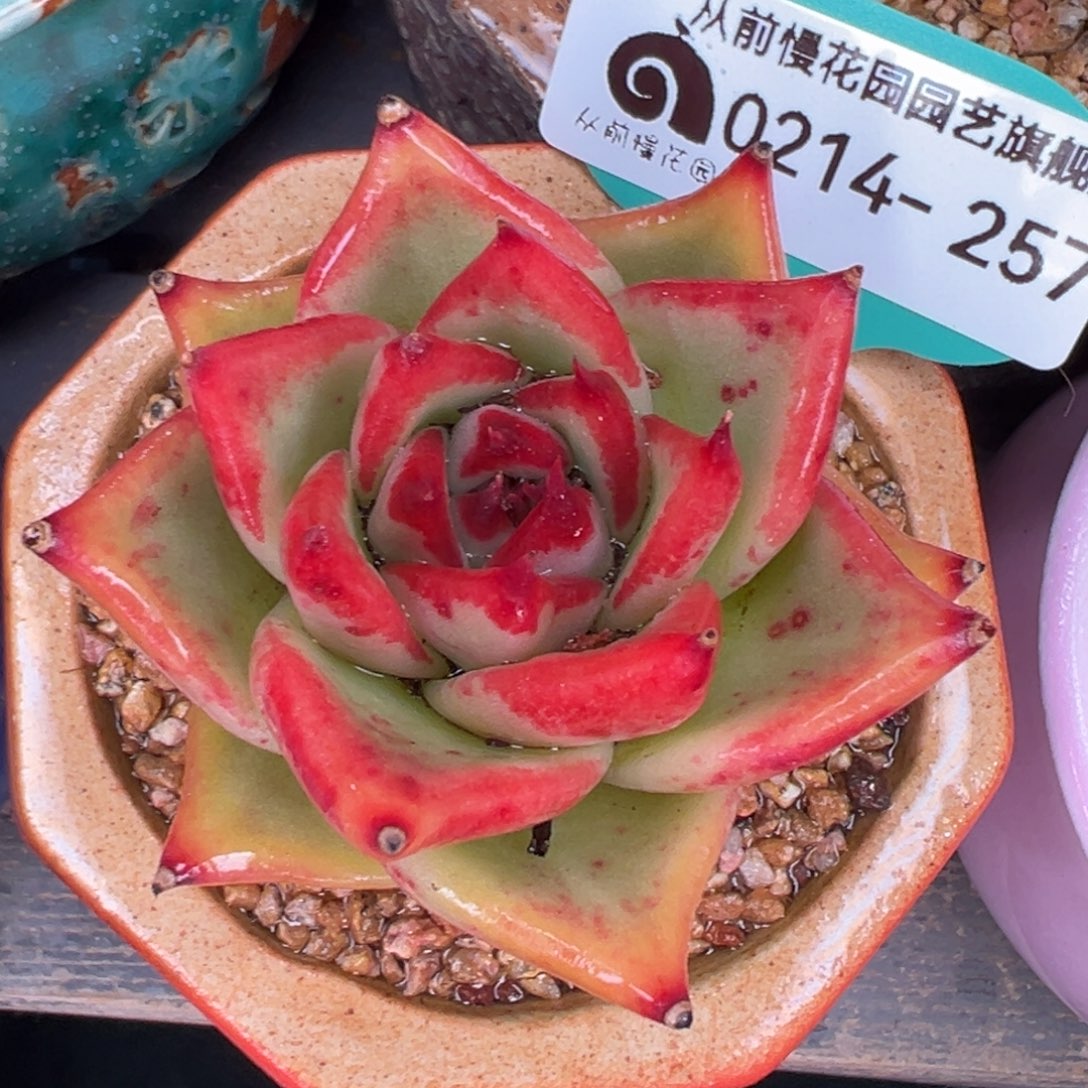 从前慢多肉精选编号0214.257