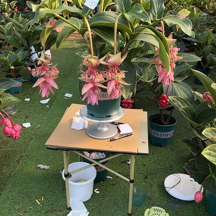 S***n少量花朵（建议范围：2朵-5朵 或40%以下）