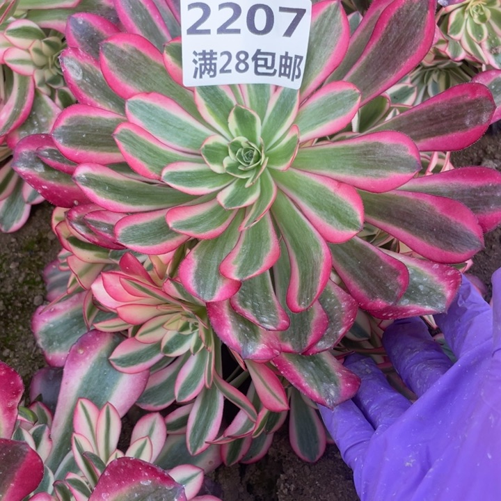 2207一号棚美杜莎D