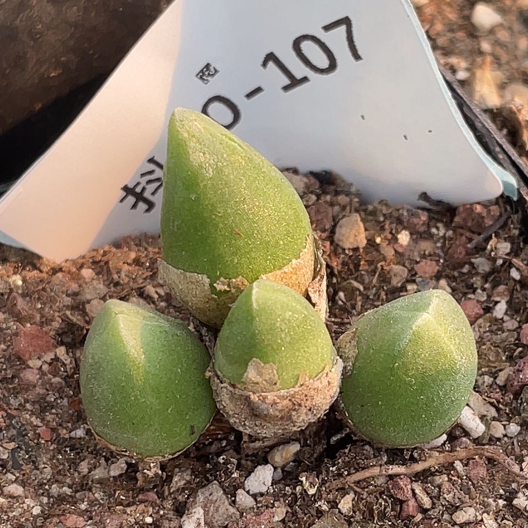 30-107哈默兔多肉植物