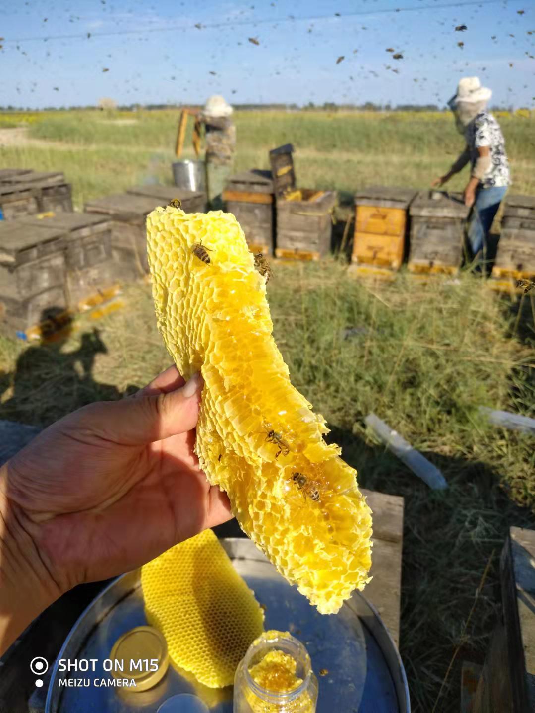 500g土蜂蜜东北蜂蜜黑蜂蜜枸杞蜜槐花蜜黄芪蜜枣花蜜蜂巢蜜