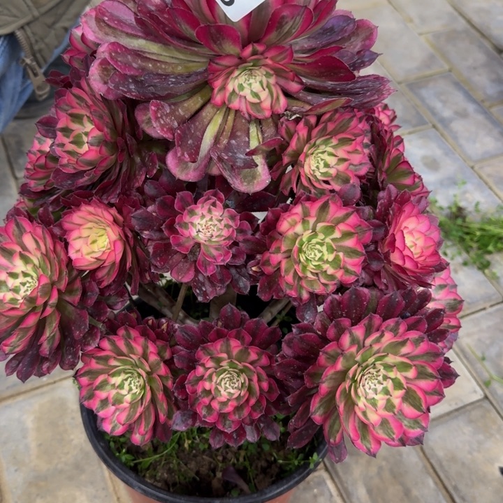 闲*红铜超白锦宝塔福利338肉肉