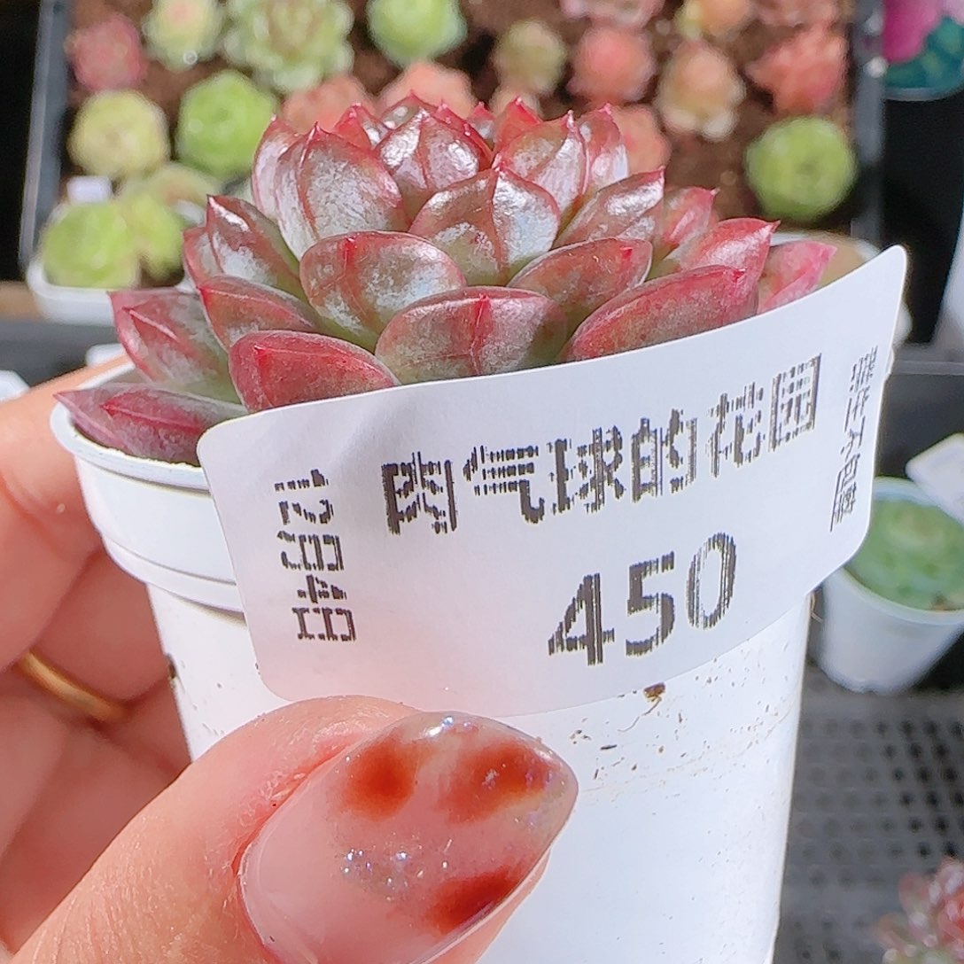 1204--450冰心11一物一拍