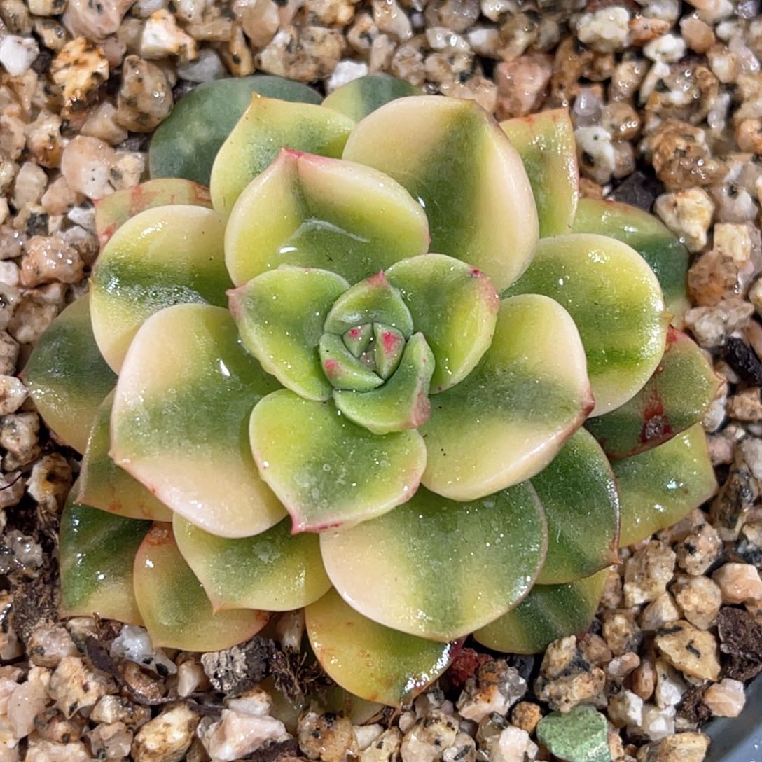 多肉特价血笨巴锦6968