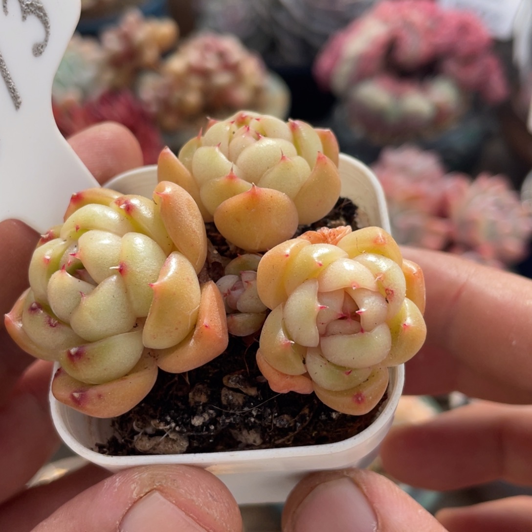073皮埃拉不带盆6厘米