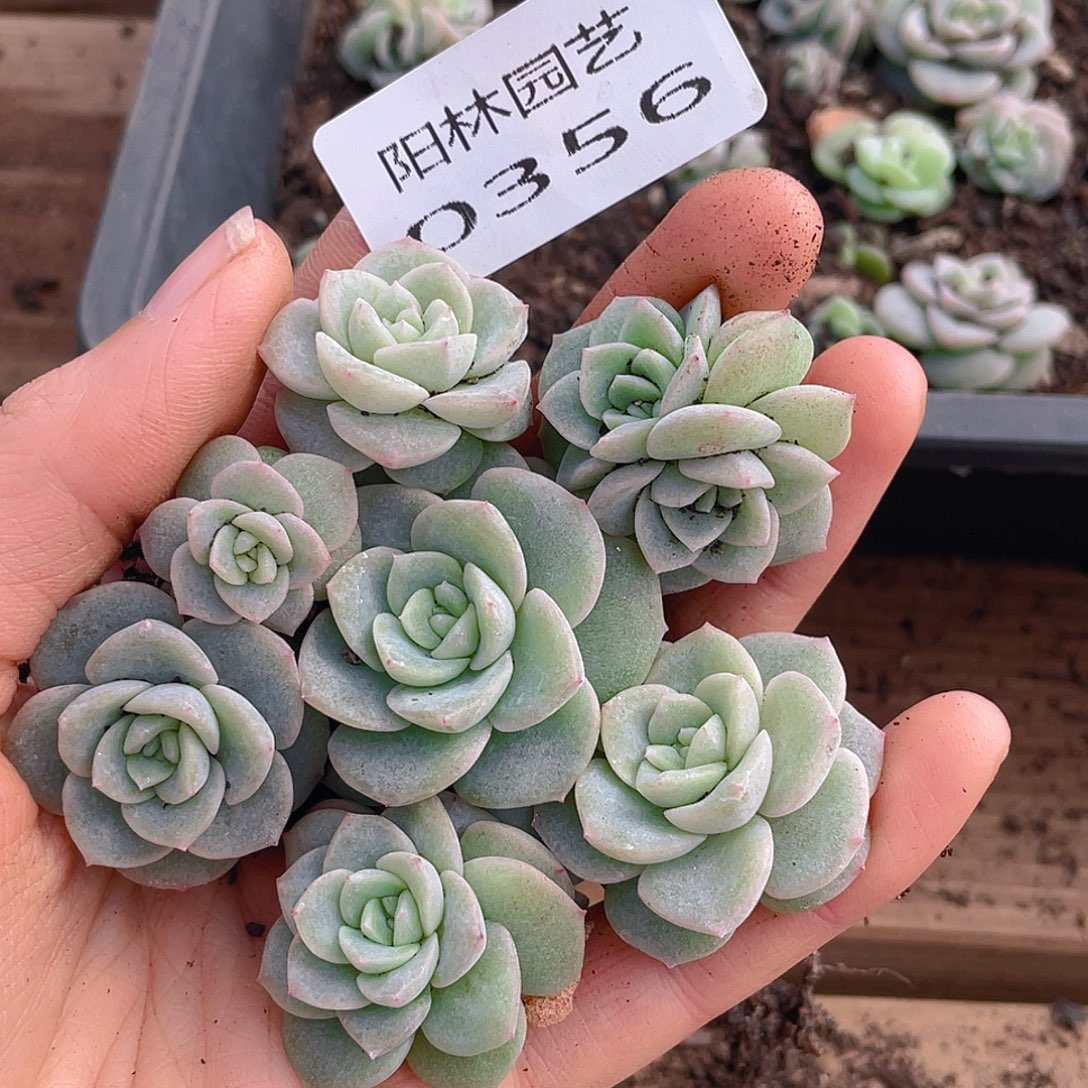 多肉植物多肉植物356