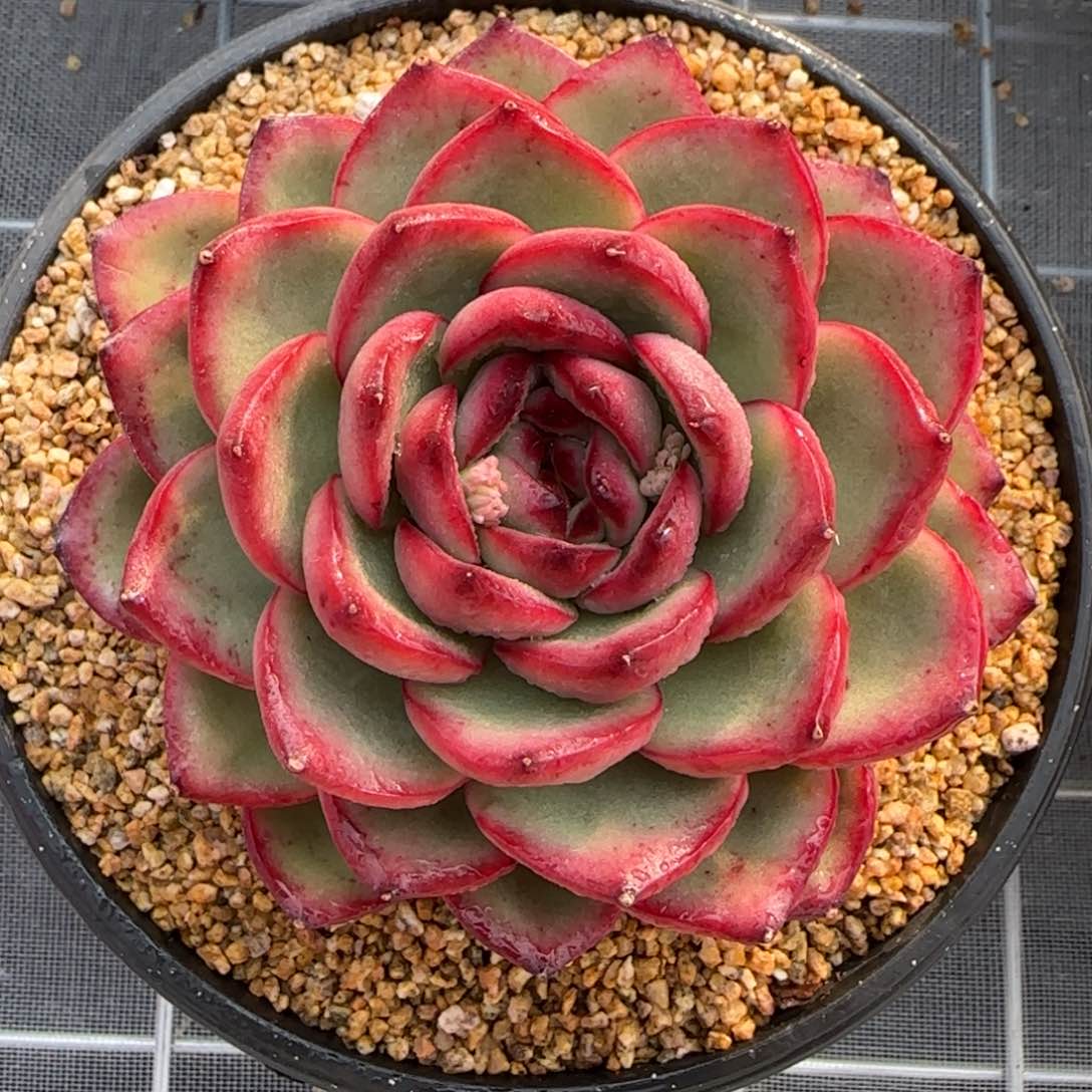 从前慢花园精选多肉万宝龙