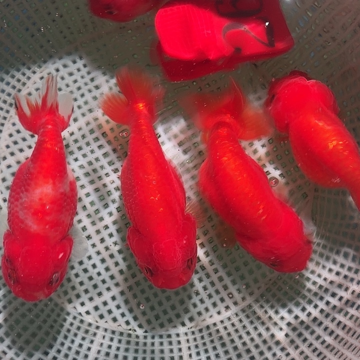 金鱼26号尺寸7-9区间
