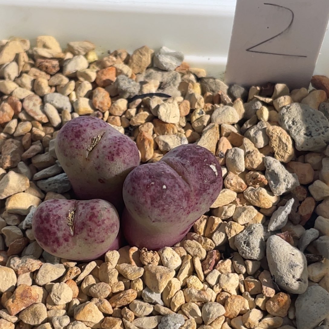 血红鲁提辖植物一物一拍