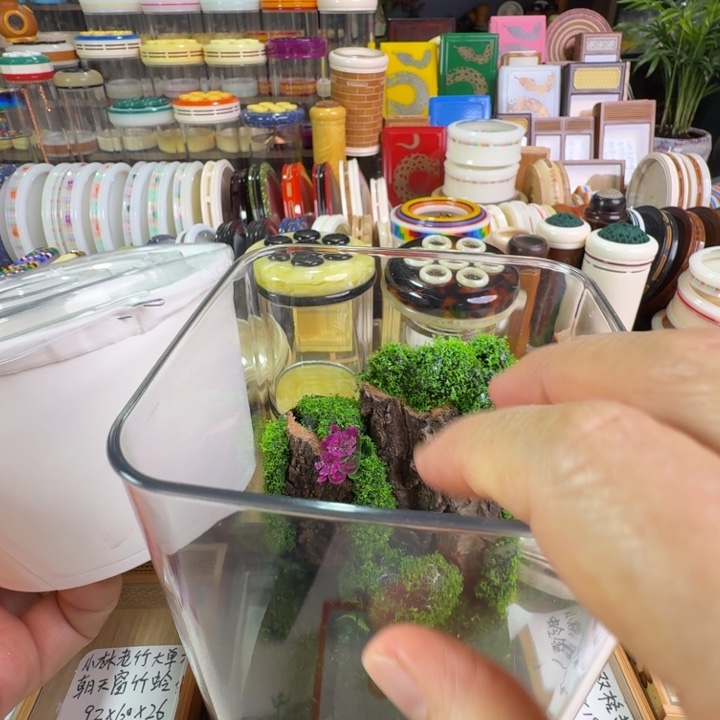 一只素背一个中号生态盒