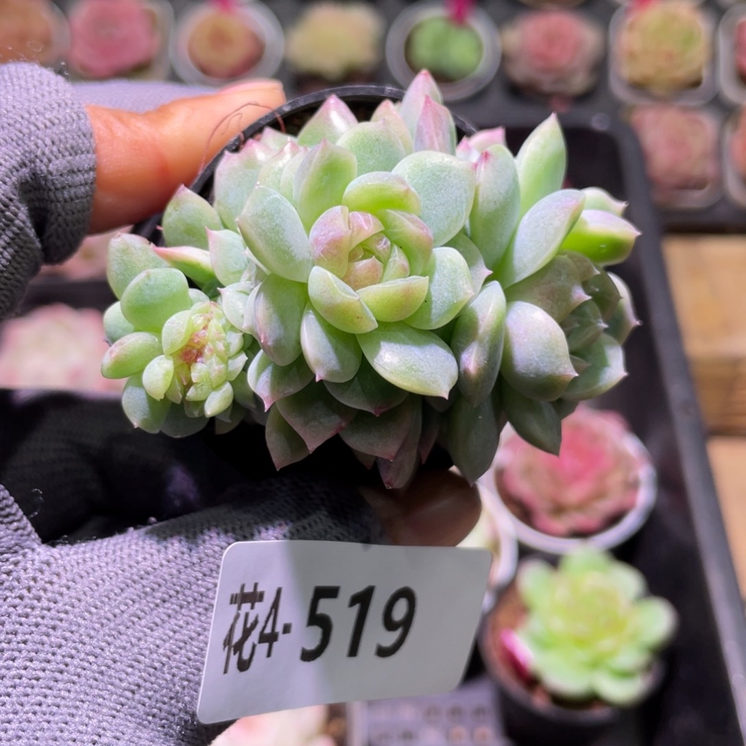 花利美4-519新品珍妮