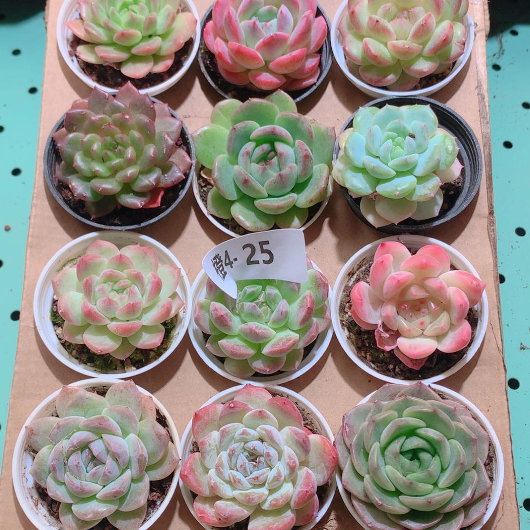 4-25一物一拍多肉带盆18颗