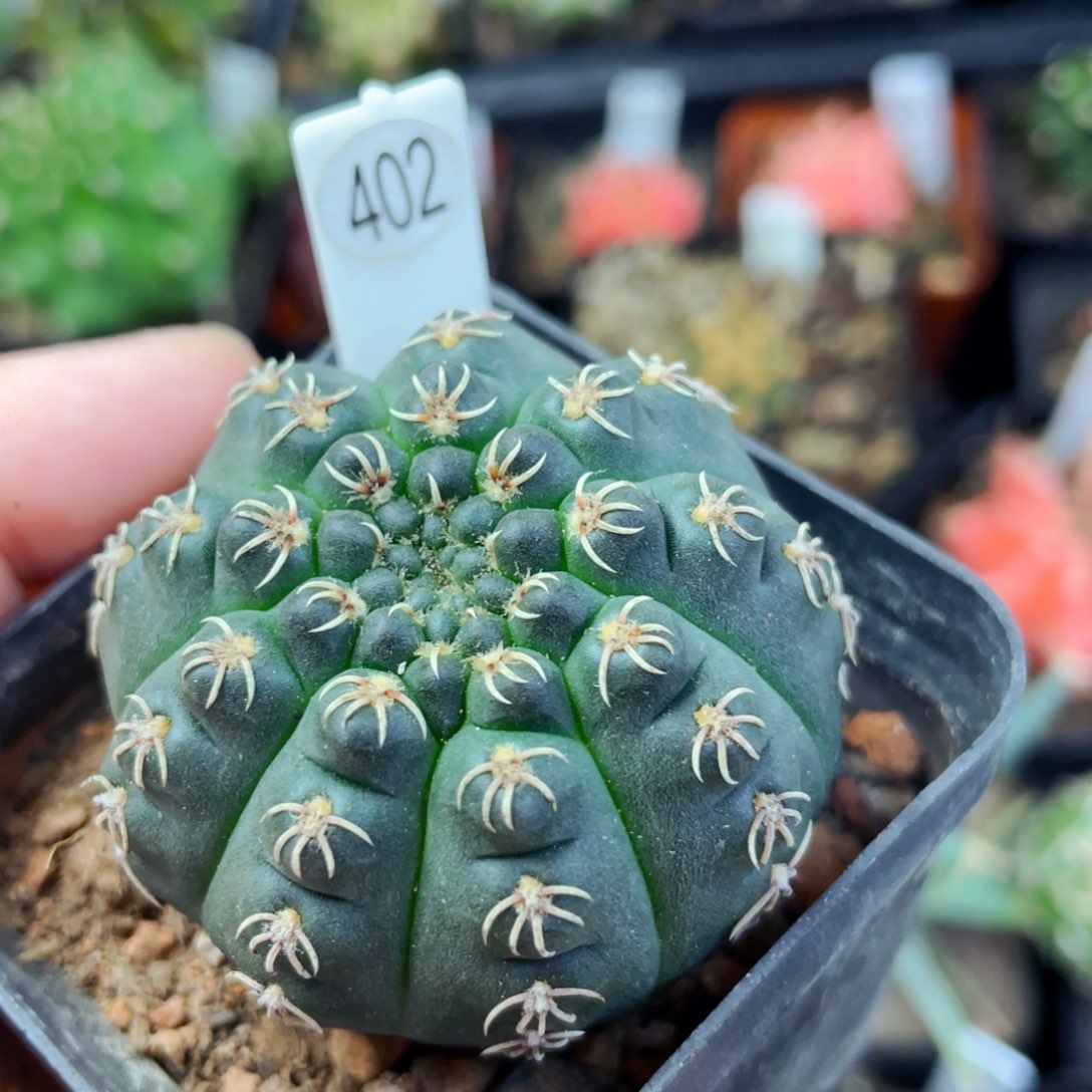 盆5公分满25包邮裸根发货