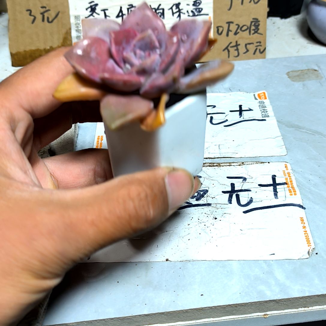 满6元包邮，紫乐俩颗