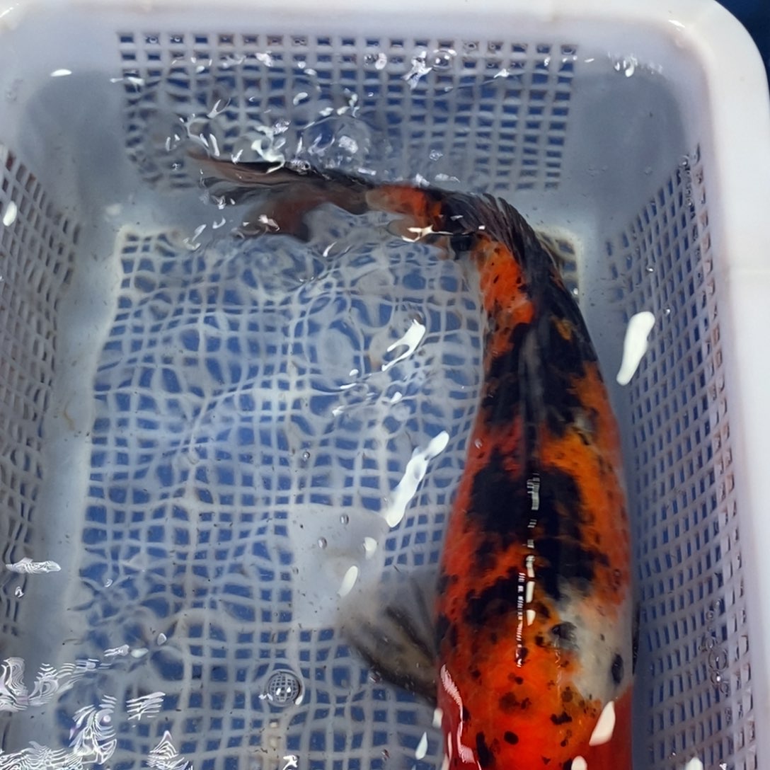 锦鲤冷水锦鲤包邮
