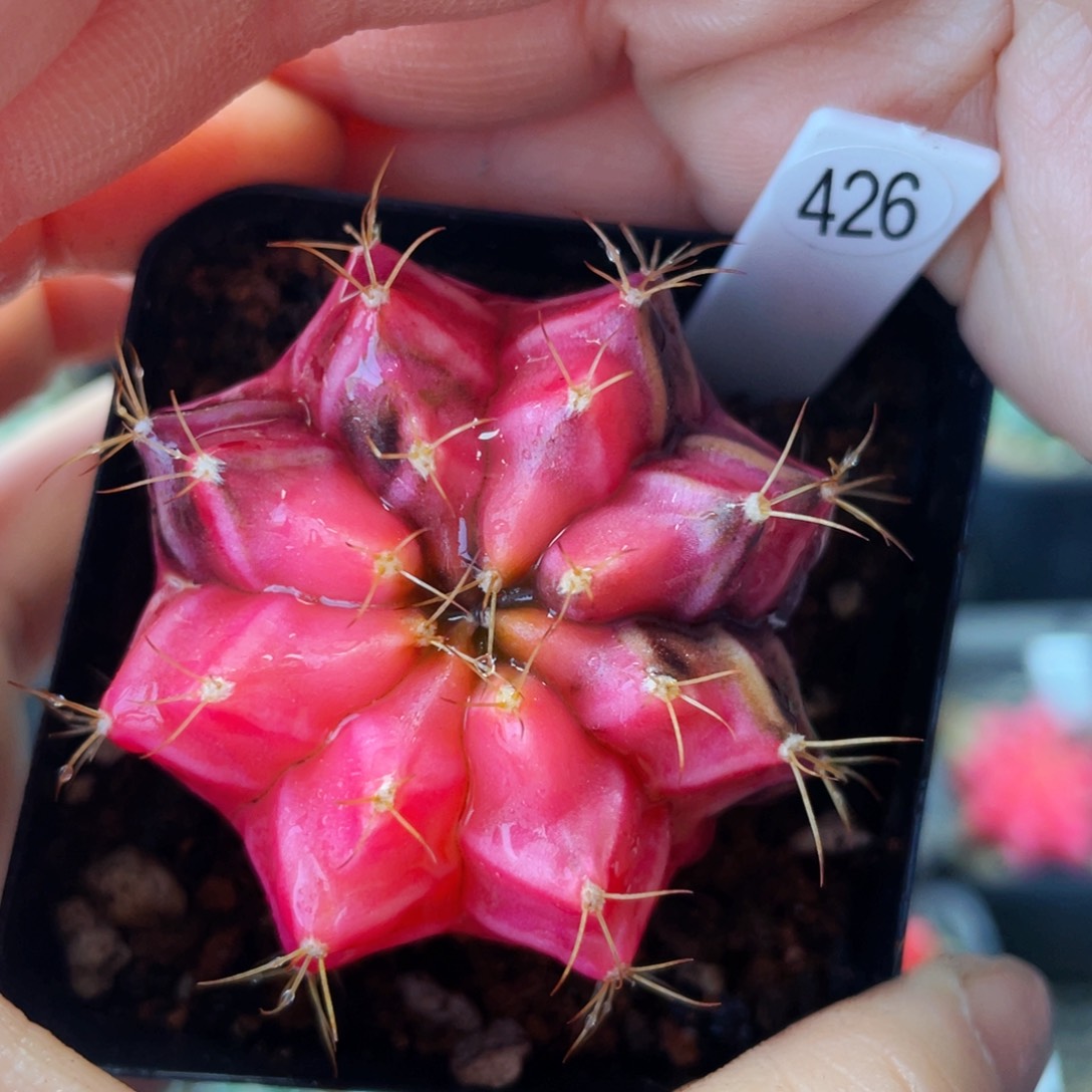 非偏远地区满25包邮裸根发货