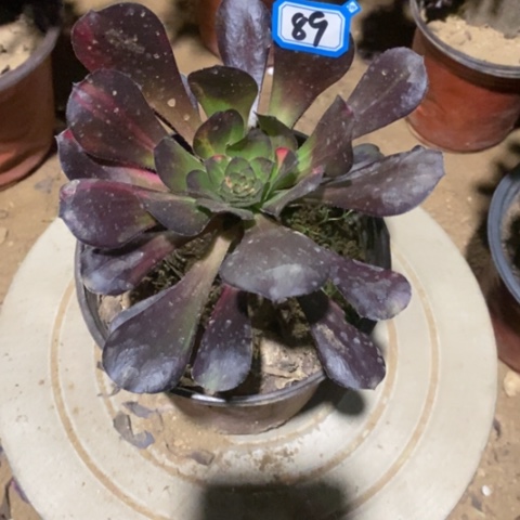 花蝴蝶单头一物一拍