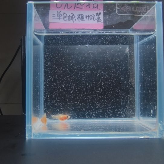 孔雀鱼粉猫幻彩一对