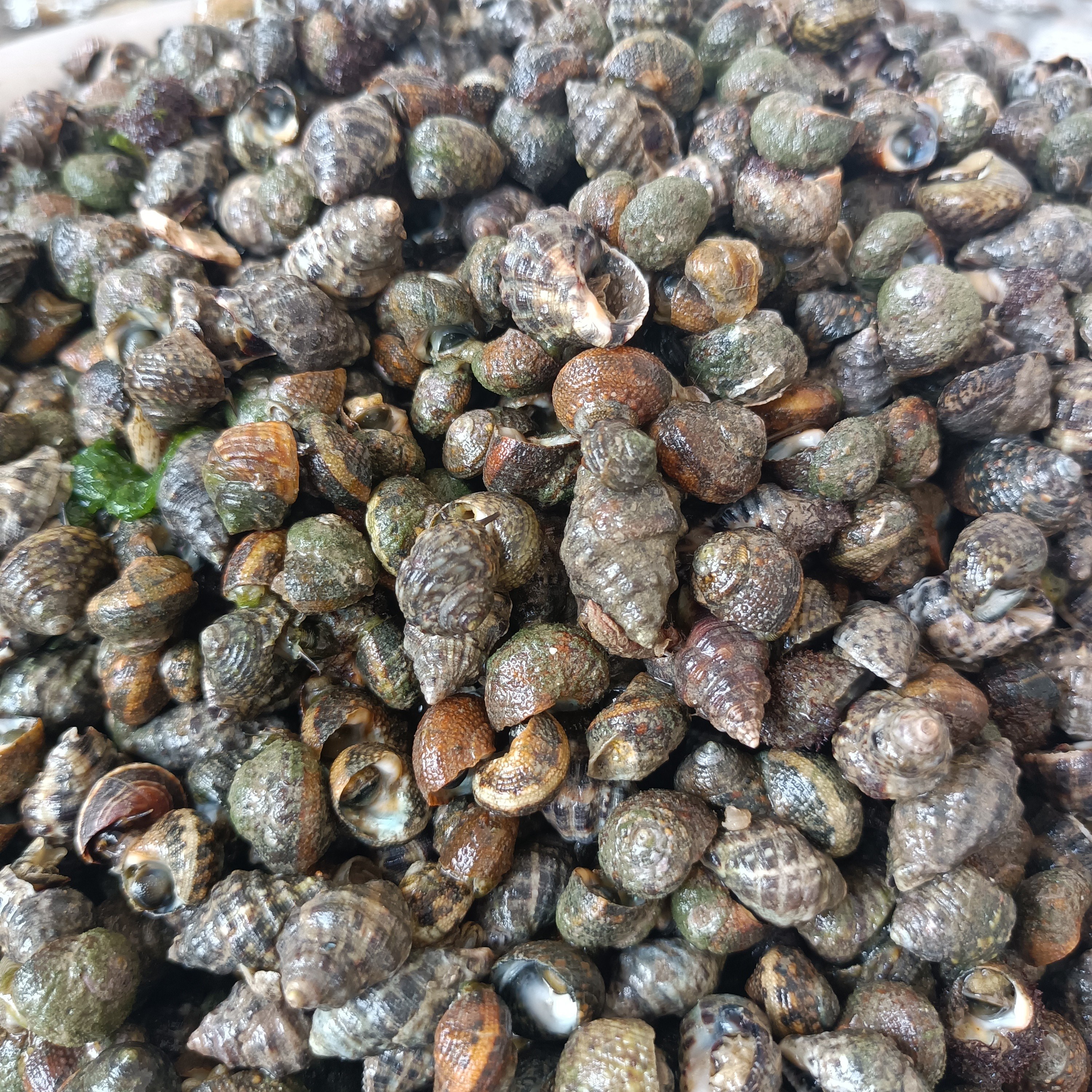 青岛田横岛手捡小号混合螺