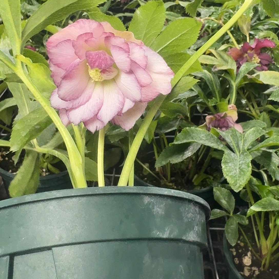 只***爷完全开放铁筷子7661