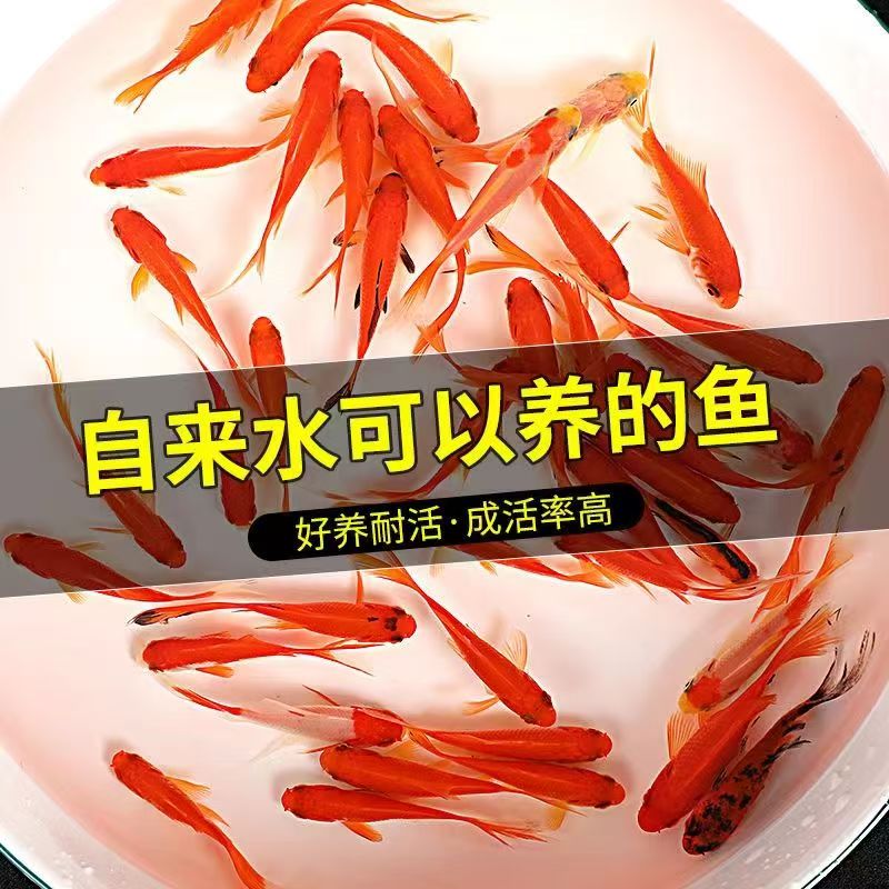 【福利12条7-9厘米】精品草金鱼冷水观赏鱼耐活包邮渔厂直发