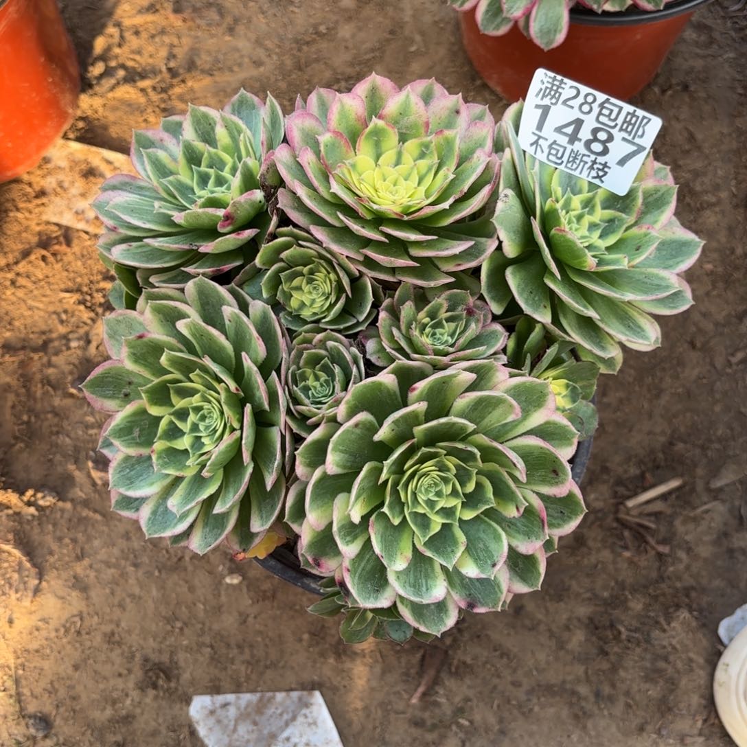 M 1487海王多肉，bano