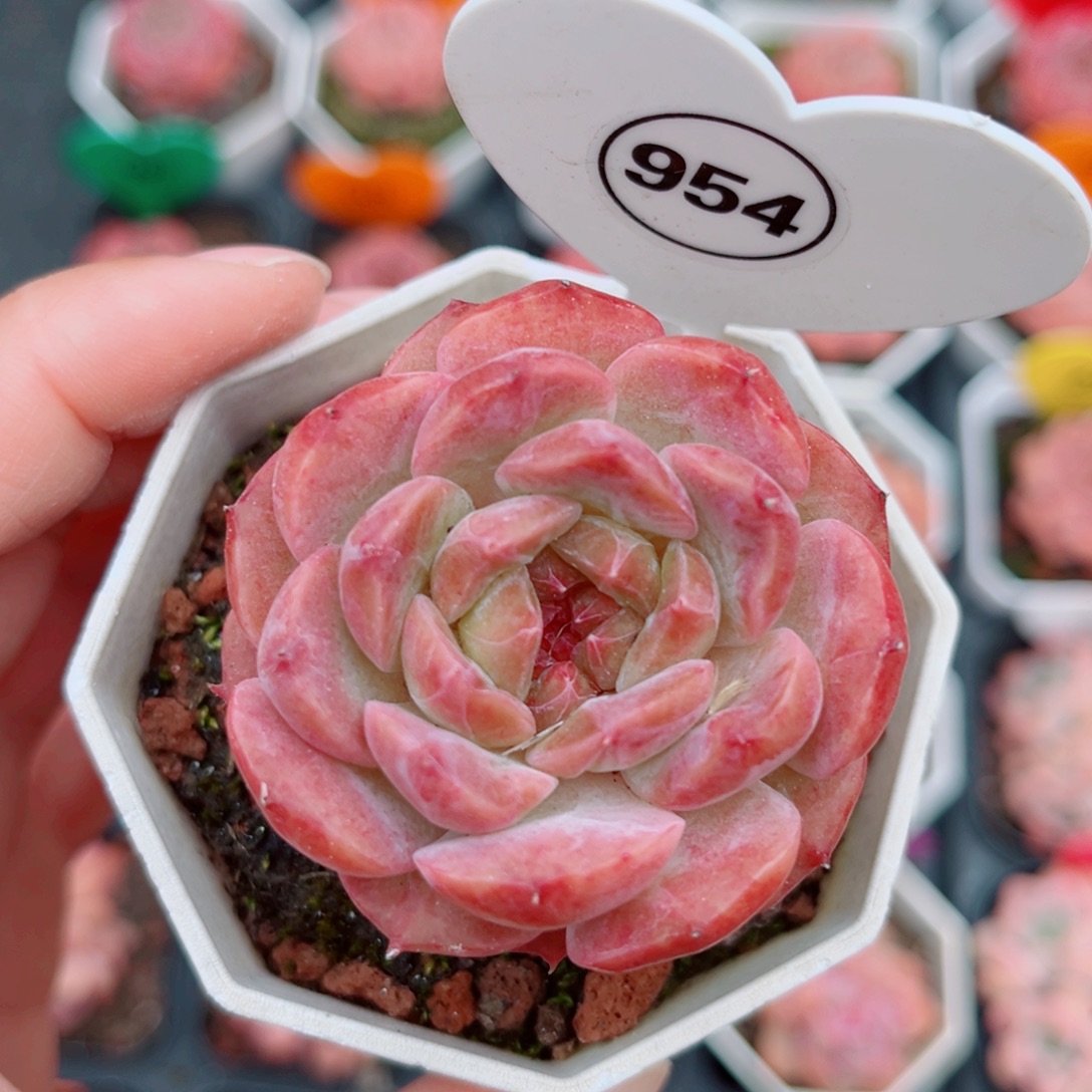 954号老桩糖心单头