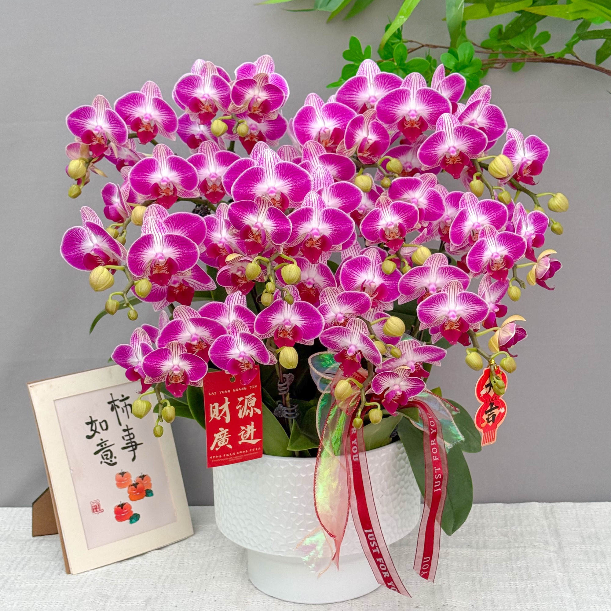 蝴蝶兰<富贵鸟>爆款 鲜花 绿植 北欧风 花期长 年宵花 室内欣赏