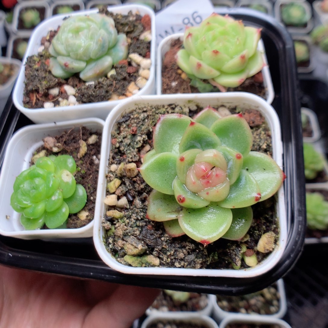 无花朵W86yyytyyyyy