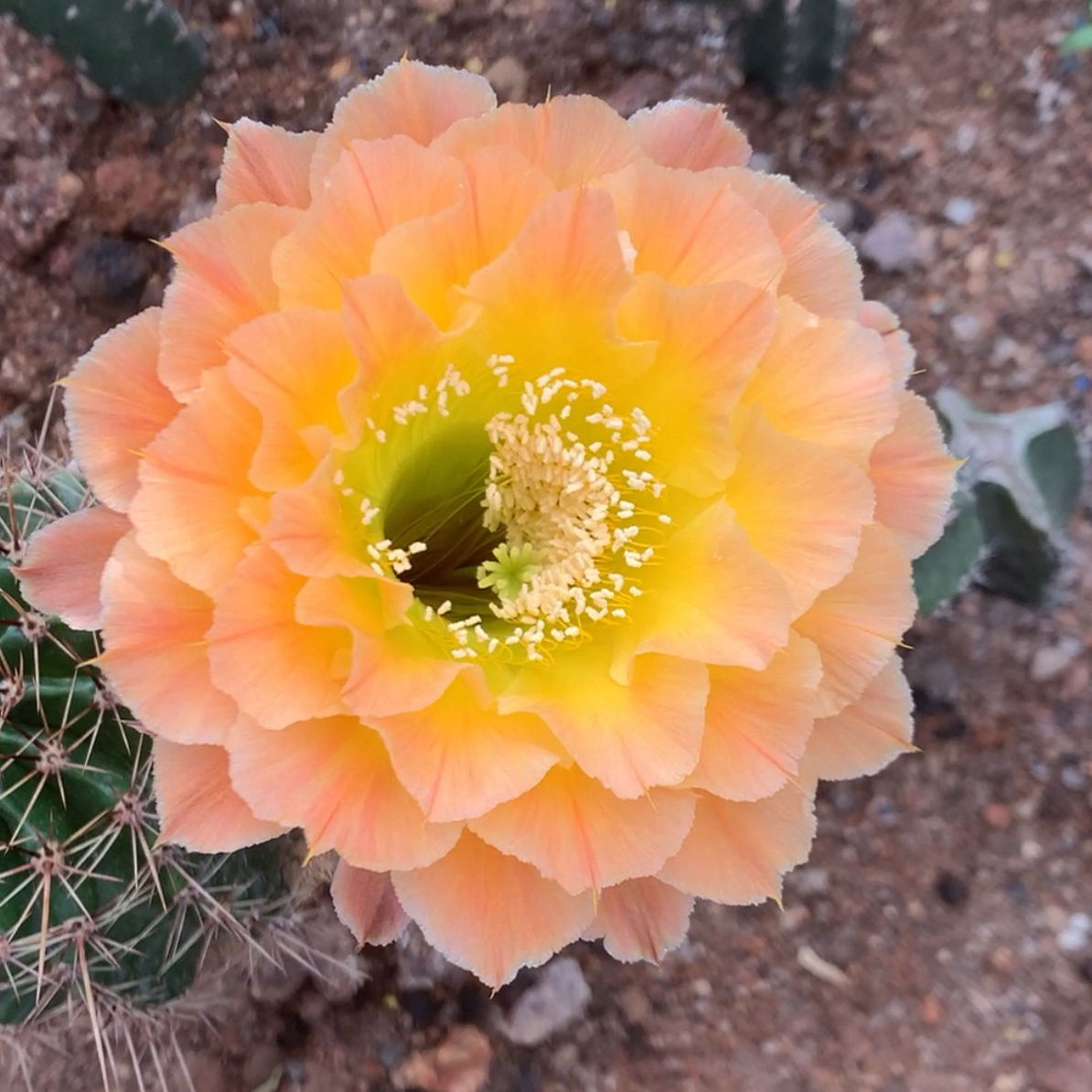 456号彩草仙人球侧芽2公分以上