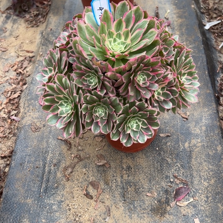 多肉植物孔雀翎不包损4-16