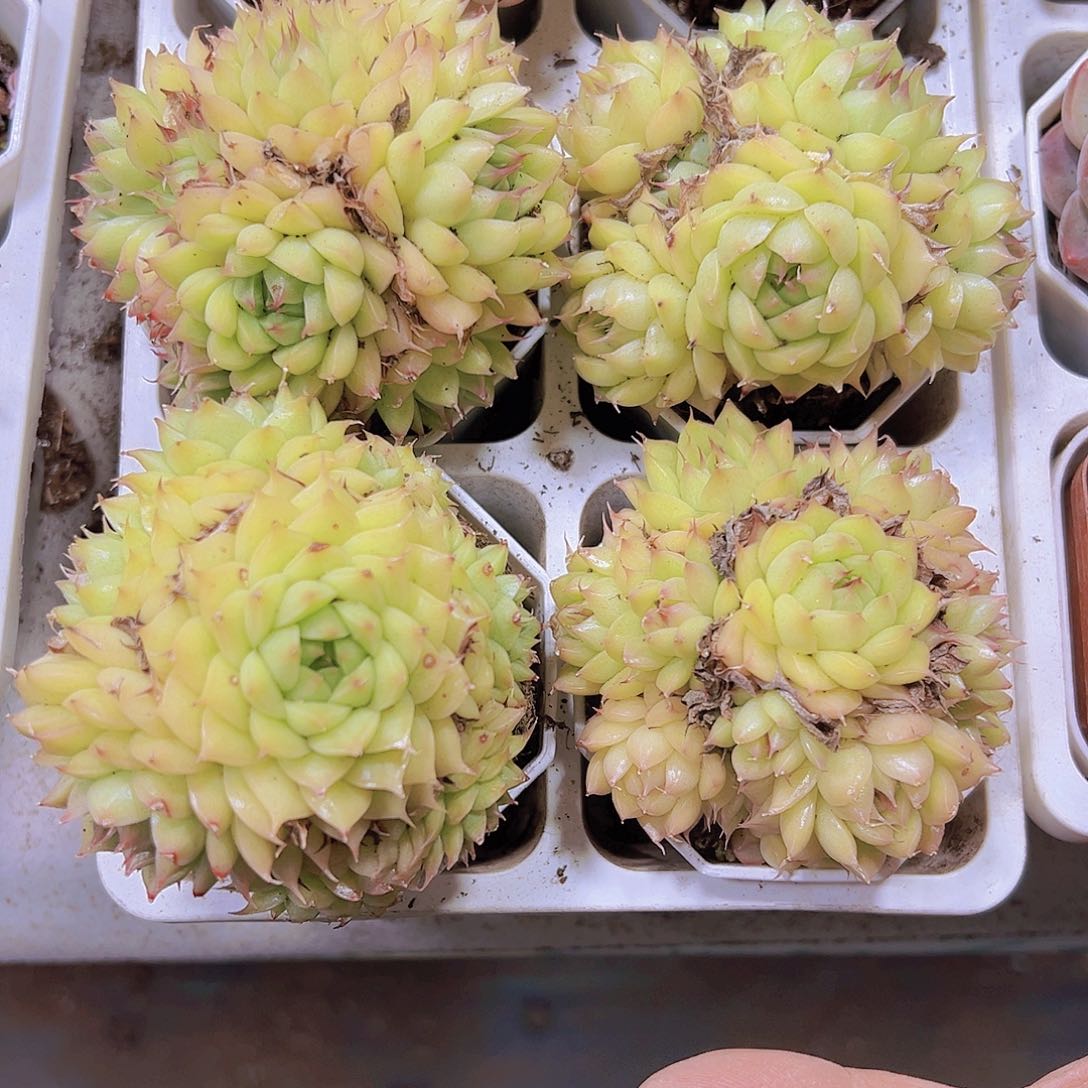 黄体海王大群19包邮