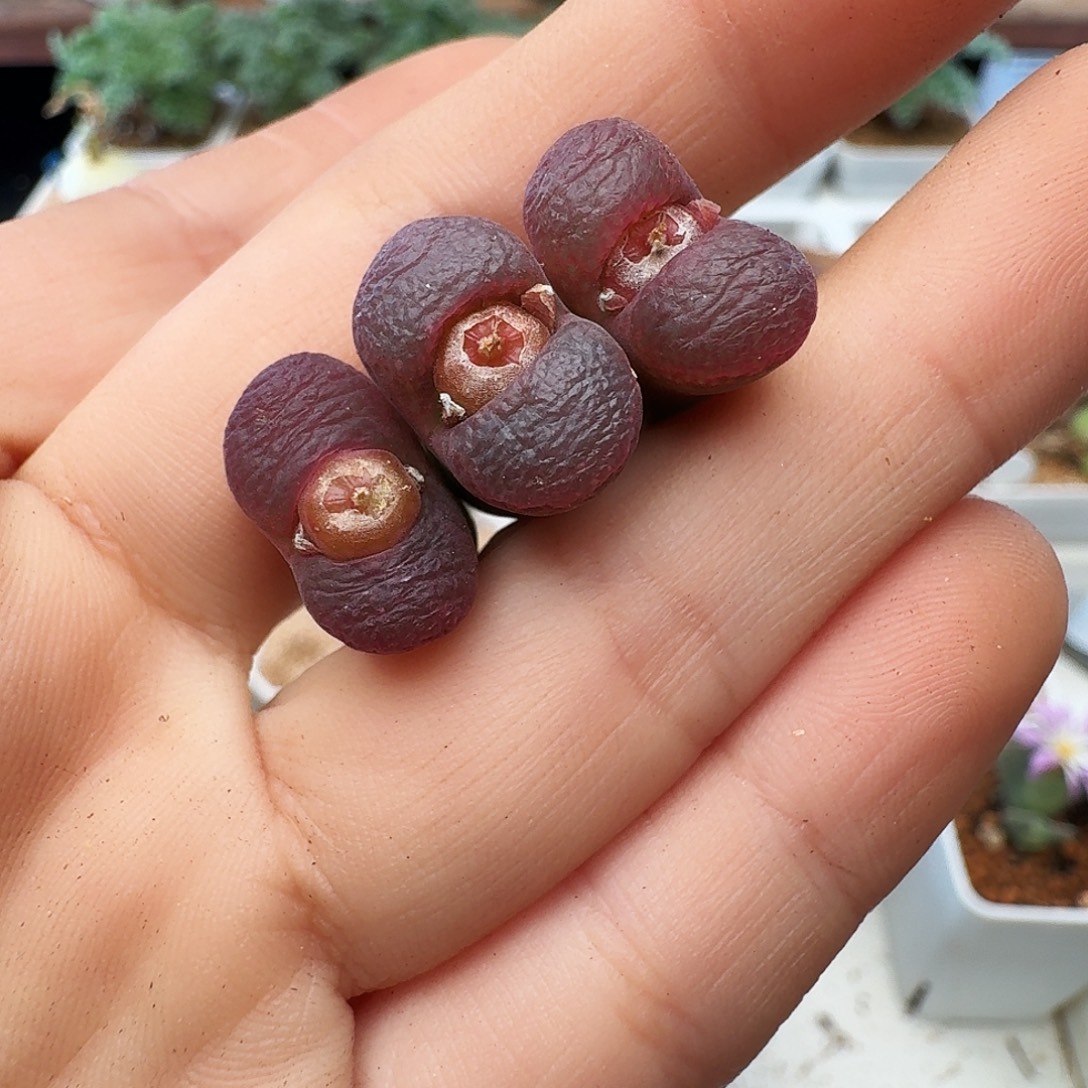 20包邮默认脱土发货182