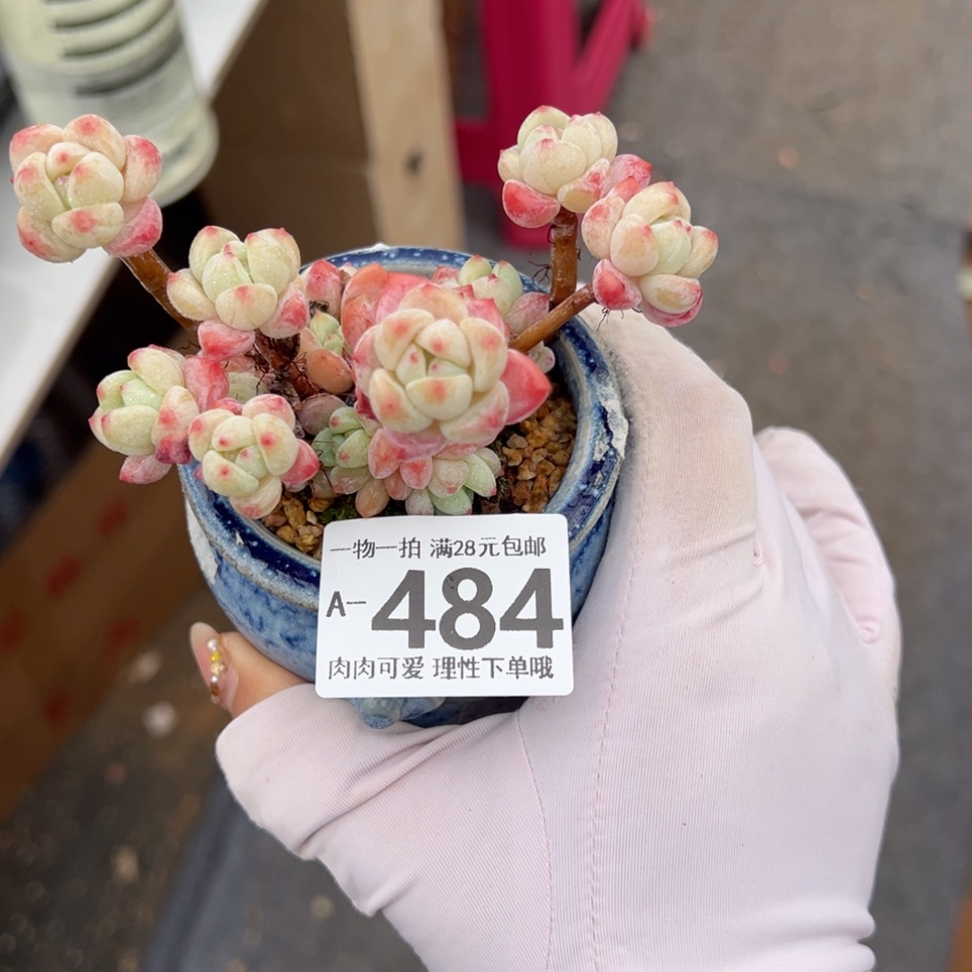 粉香水多多肉多肉多肉多肉多肉