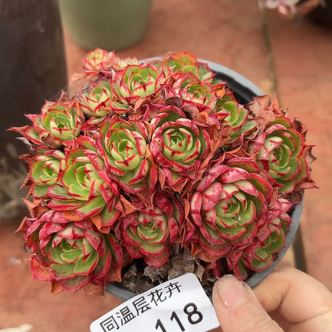 同温层多肉伊丽莎白118量拍