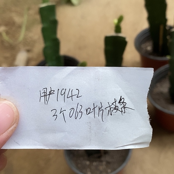 无花朵用****0063叶片三个