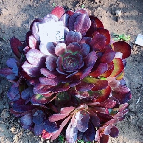 3.14-72花花公子多肉植物