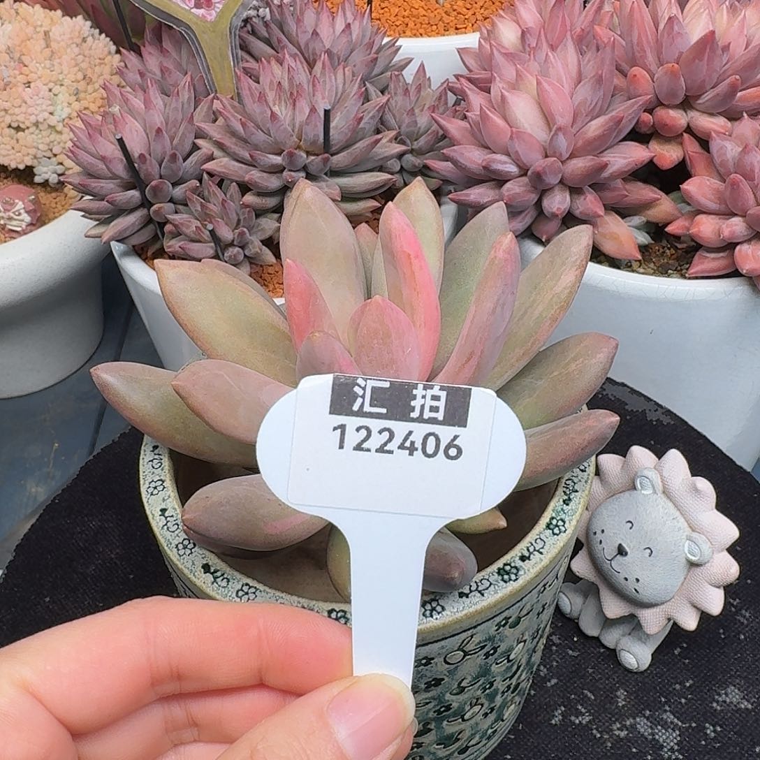 精品多肉植物122406