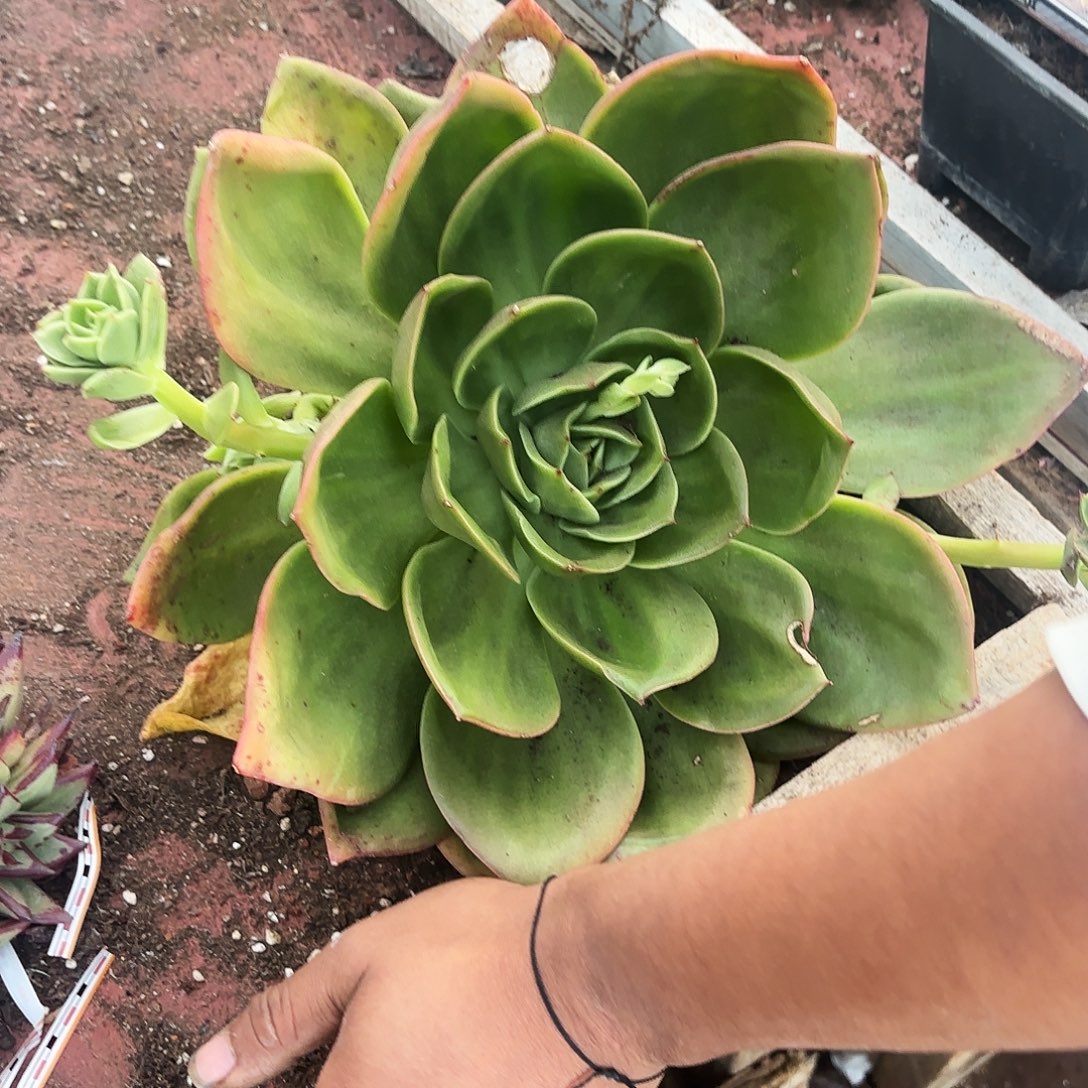 多肉植物狮子丸多少好呢？450。