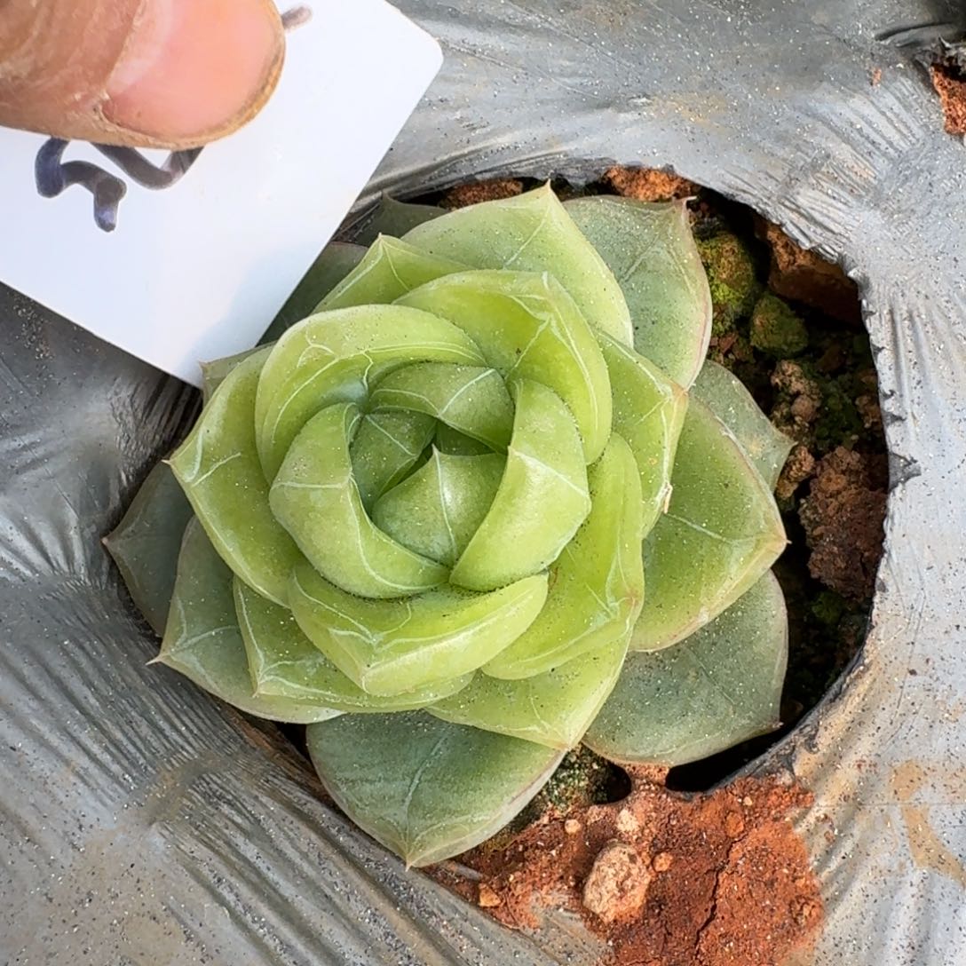 麦秆一颗一物一拍30-75