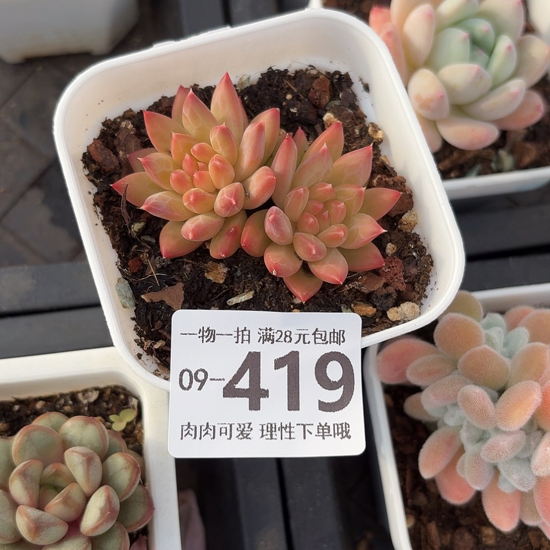 甲骨文无盆土发货无