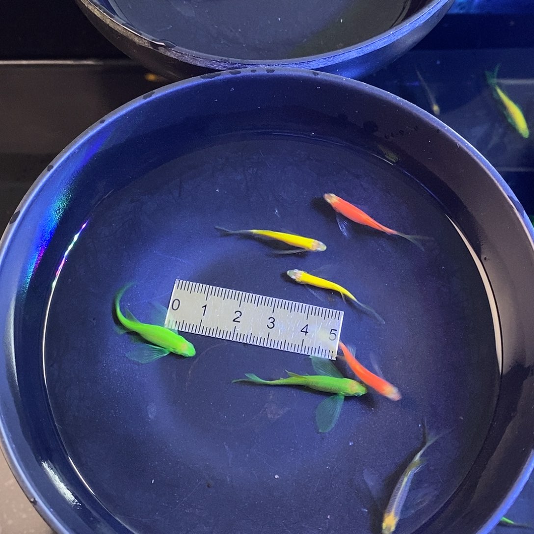 斑马鱼蝶翼红黄绿各2个➕送的蓝莓