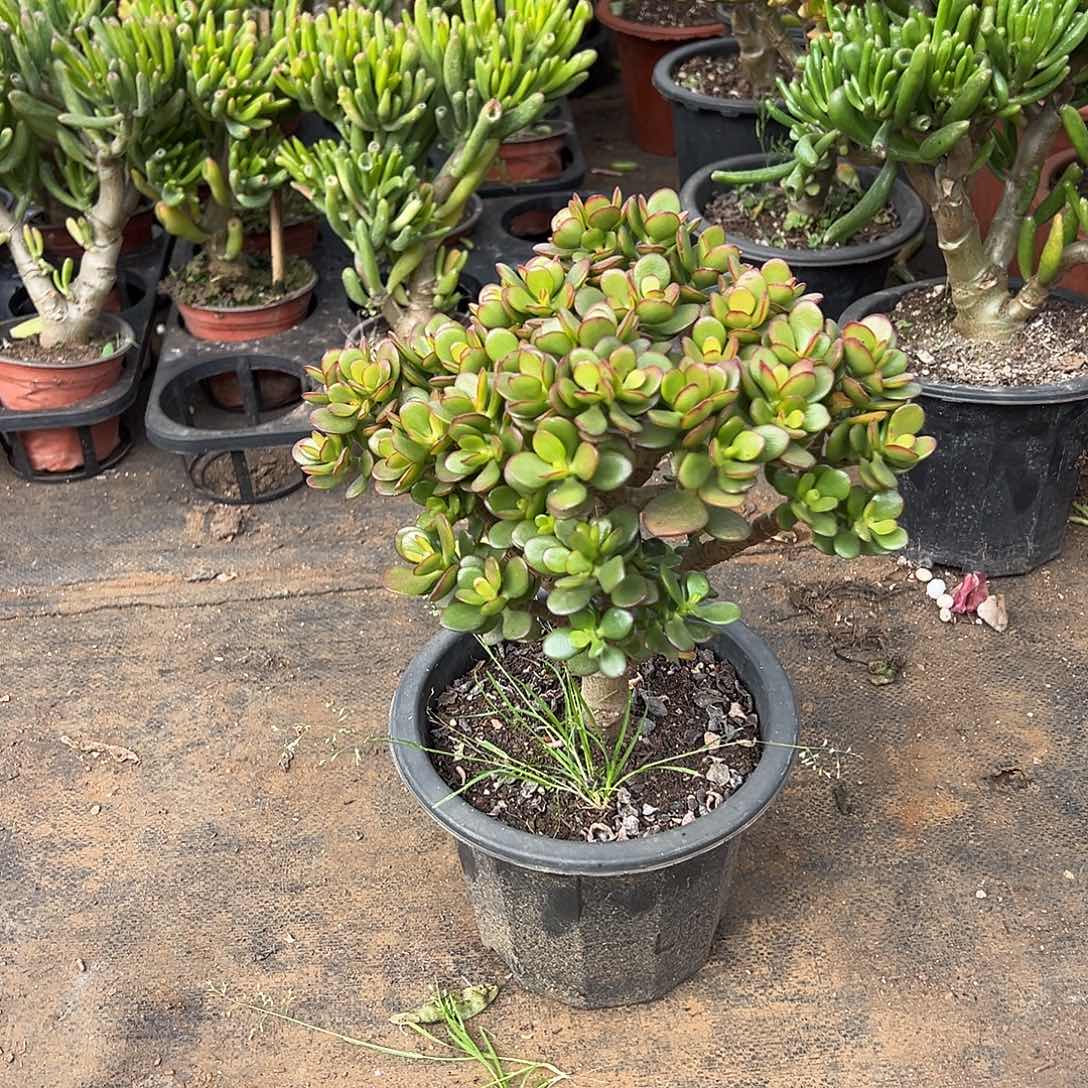 4年摇钱树带土球发货