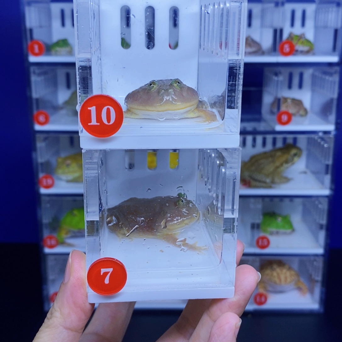 角蛙一对小丑子蛙蛙。  